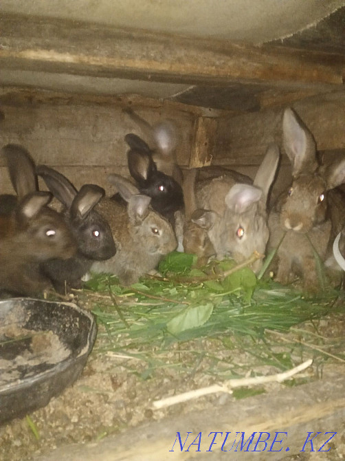 I will sell rabbits 2500 Aqsu - photo 3