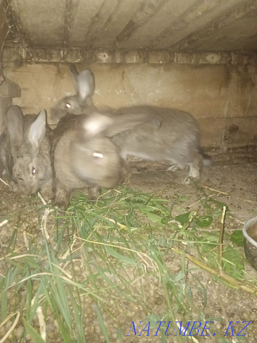 I will sell rabbits 2500 Aqsu - photo 2