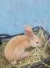 Продам бургунского кролика Esik