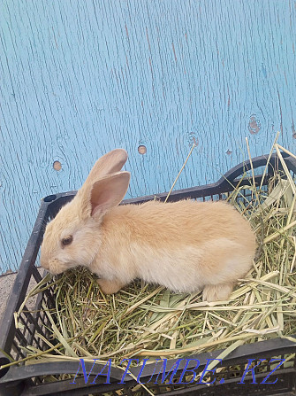 Продам бургунского кролика Есик - изображение 2