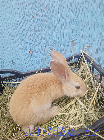 Продам бургунского кролика Есик - изображение 1