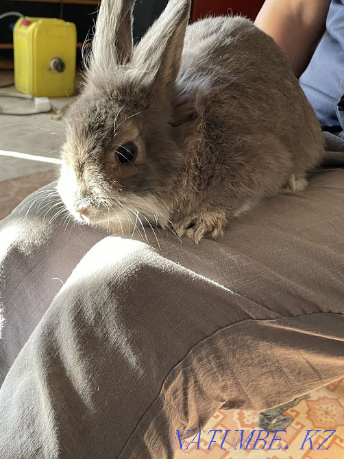 I will sell a rabbit Satpaev - photo 2