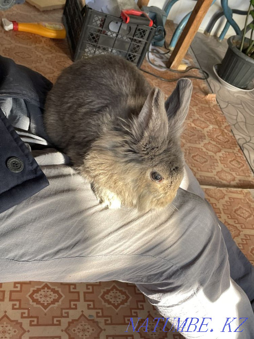 I will sell a rabbit Satpaev - photo 3