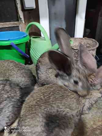 Продам кроликов молодняк Астана