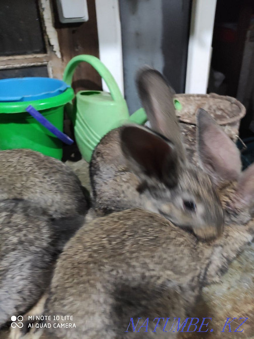 Продам кроликов молодняк Астана - изображение 2