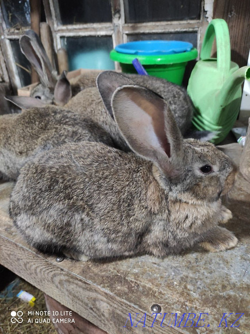 Продам кроликов молодняк Астана - изображение 3