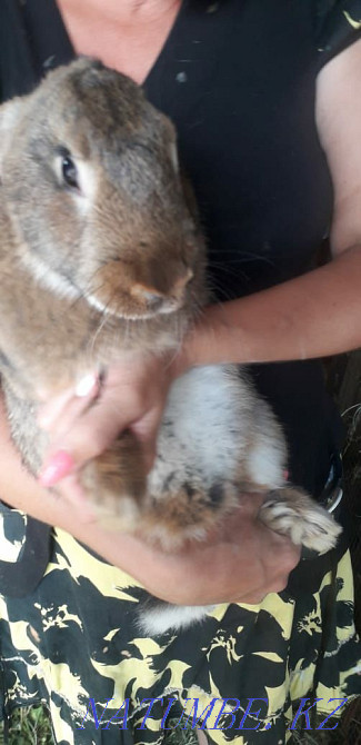 Sell rabbits 2000 Shymkent - photo 1