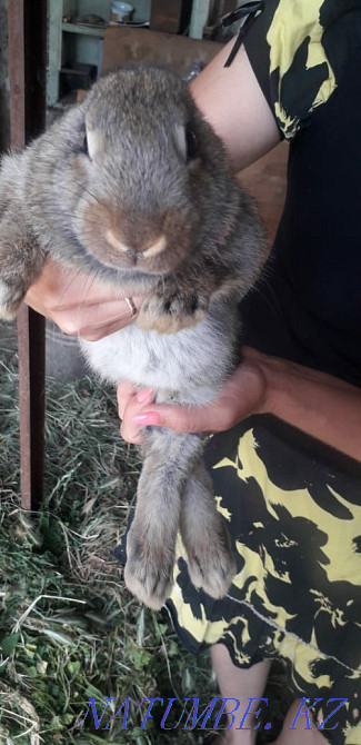 Sell rabbits 2000 Shymkent - photo 2