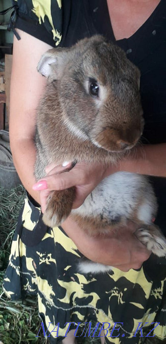 Sell rabbits 2000 Shymkent - photo 3