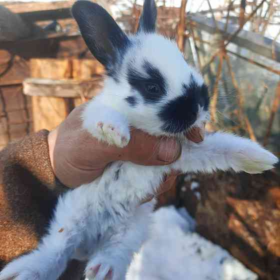 Продам кроликов возраст два месяца  Өскемен