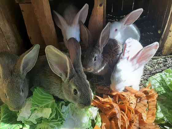 Продам кроликов возраст два месяца Ust-Kamenogorsk