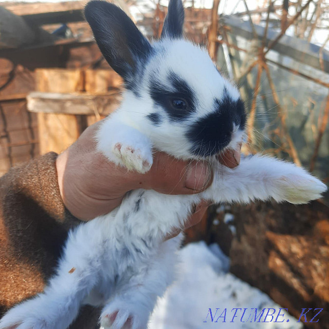 2 month old rabbits for sale Ust-Kamenogorsk - photo 4