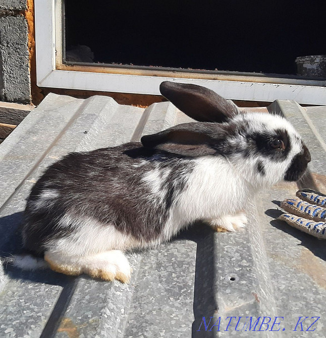 Продам кроликов возраст два месяца Усть-Каменогорск - изображение 3