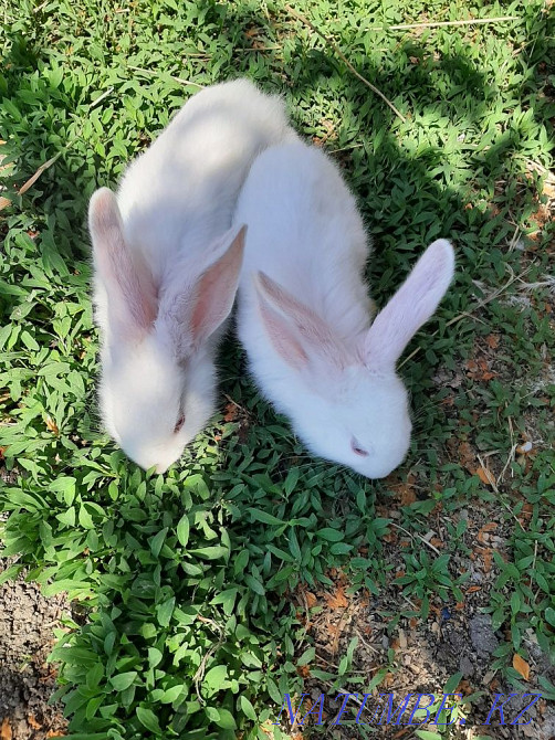 Продам кроликов возраст два месяца Усть-Каменогорск - изображение 1