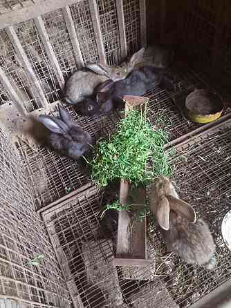 Продам кроликов разных пород Esik
