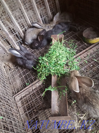 Продам кроликов разных пород Есик - изображение 2