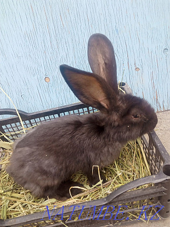 We sell rabbits of different breeds Esik - photo 1