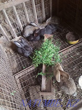 Продам кроликов разных пород Есик - изображение 3
