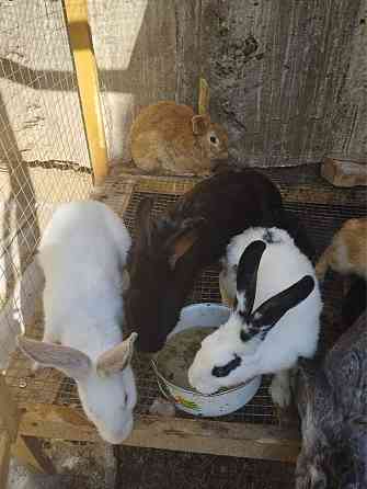 Кролики оптом Шымкент