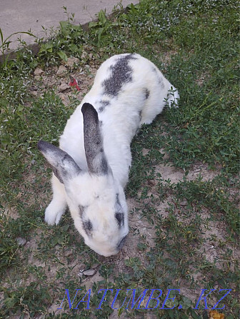 Кролик самец Шымкент - изображение 4
