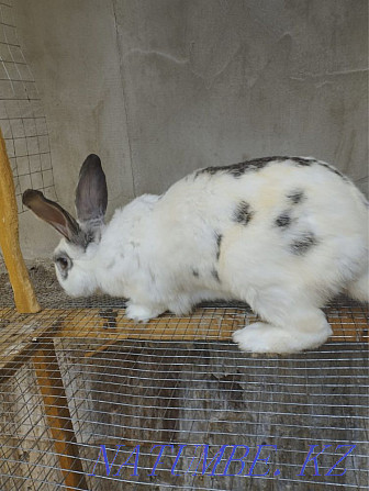 Кролик самец Шымкент - изображение 2
