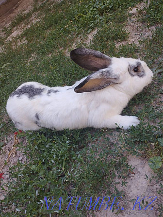Кролик самец Шымкент - изображение 3