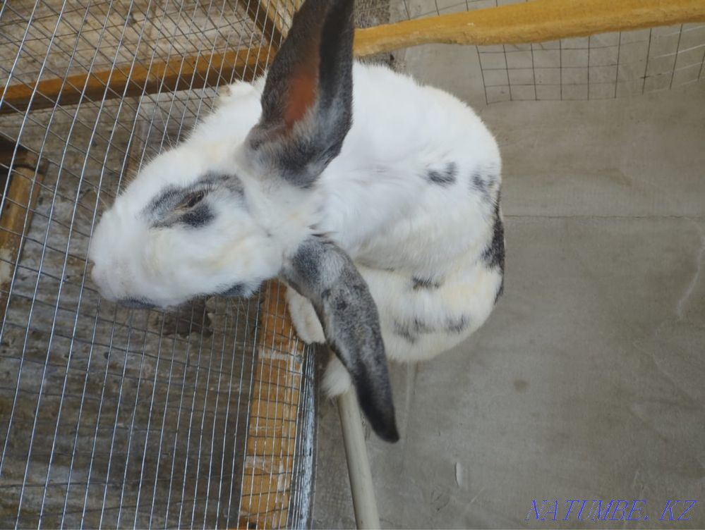 еркек қоян Шымкент - изображение 1