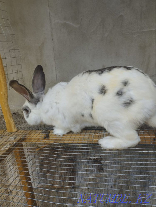 еркек қоян Шымкент - изображение 2