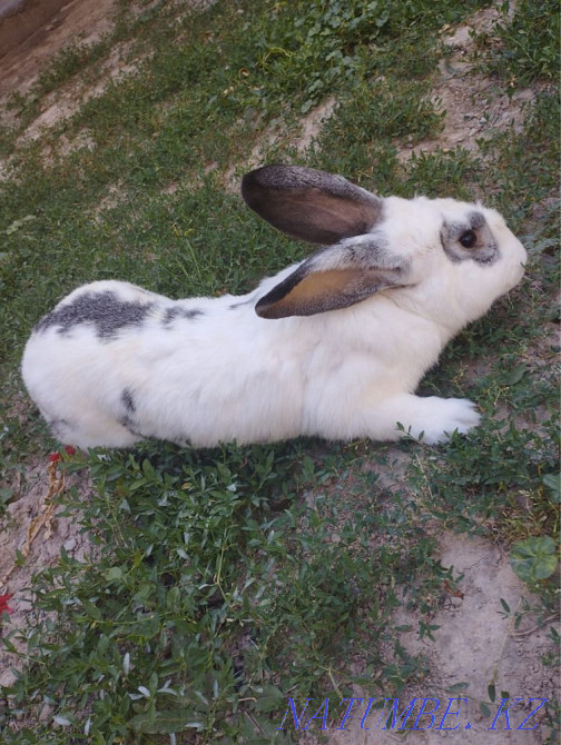 еркек қоян Шымкент - изображение 3