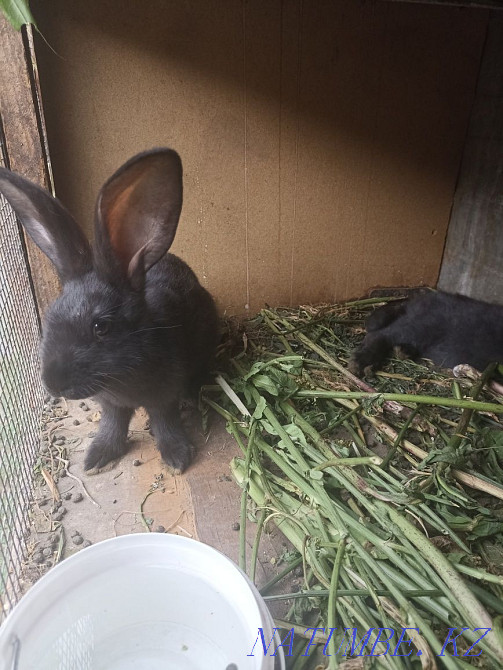 young rabbits for sale Almaty - photo 3