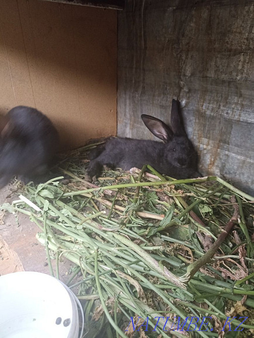 young rabbits for sale Almaty - photo 4