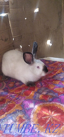 California rabbit for sale Taraz - photo 2