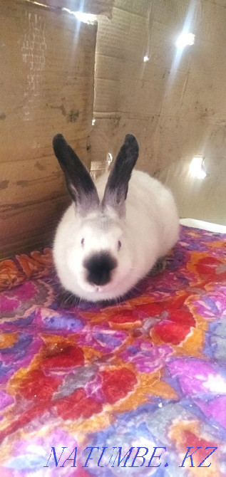 California rabbit for sale Taraz - photo 1