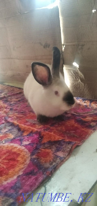 California rabbit for sale Taraz - photo 3