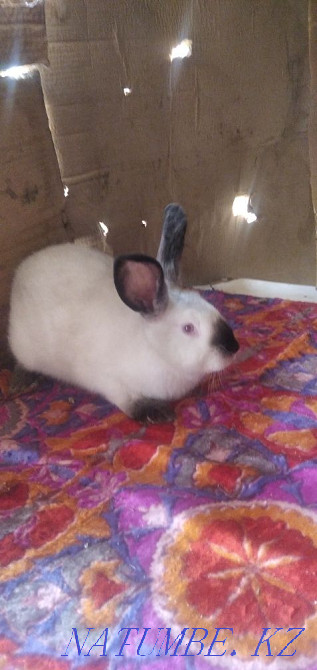 California rabbit for sale Taraz - photo 2