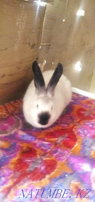 California rabbit for sale Taraz - photo 4