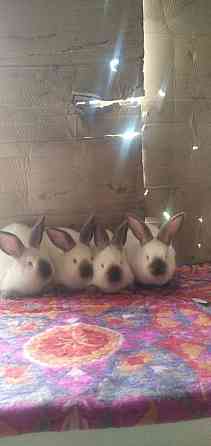 Продам кроликов Калифорния Тараз
