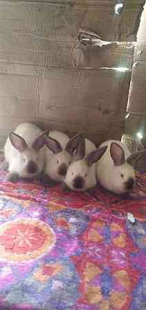 Продам кроликов Калифорния Тараз