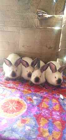 Продам кроликов Калифорния Taraz