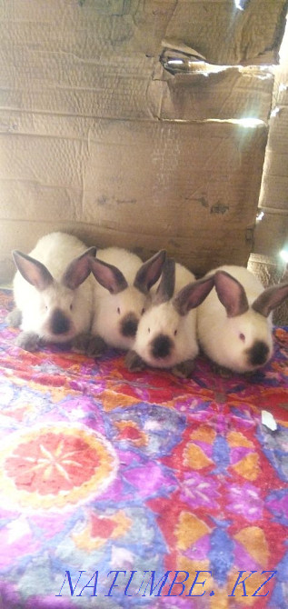 I will sell rabbits California Taraz - photo 2
