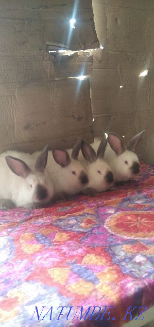 I will sell rabbits California Taraz - photo 4