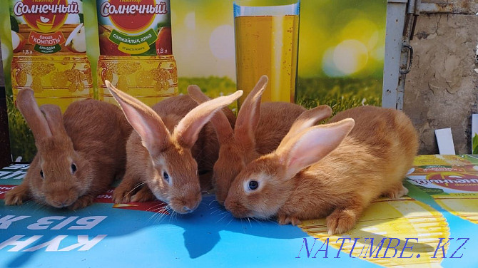 burgundy rabbits Shymkent - photo 1