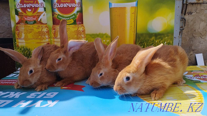 burgundy rabbits Shymkent - photo 2
