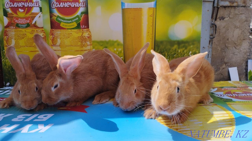 Бургундские кролики Шымкент - изображение 4