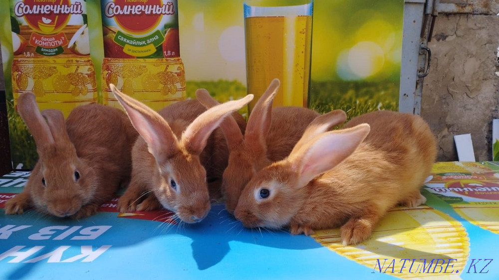 Бургундские кролики Шымкент - изображение 1
