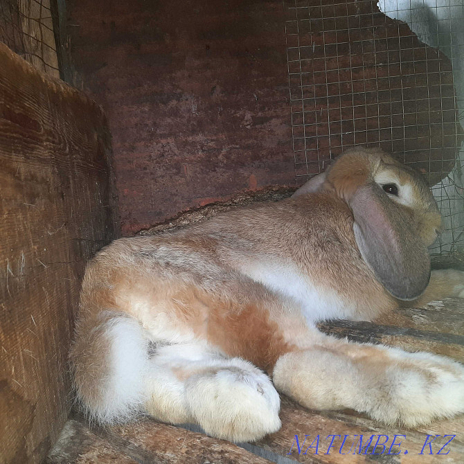 Male rabbit  - photo 1