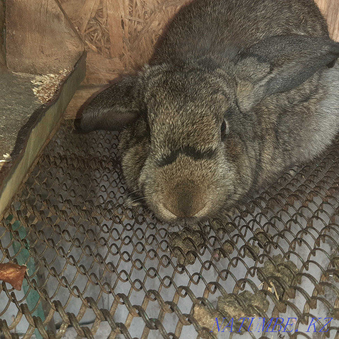 Rabbits thoroughbred  - photo 1