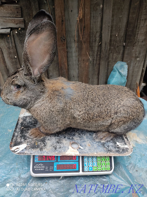 Қоянды сат! Қоян! Фландрия!  Алматы - изображение 3