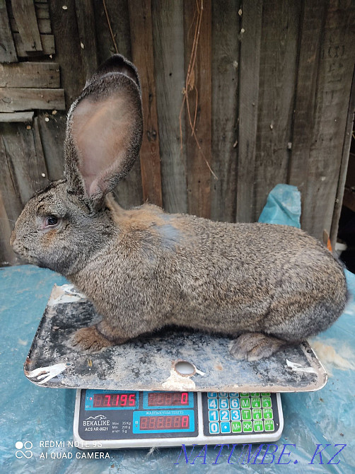 Қоянды сат! Қоян! Фландрия!  Алматы - изображение 1