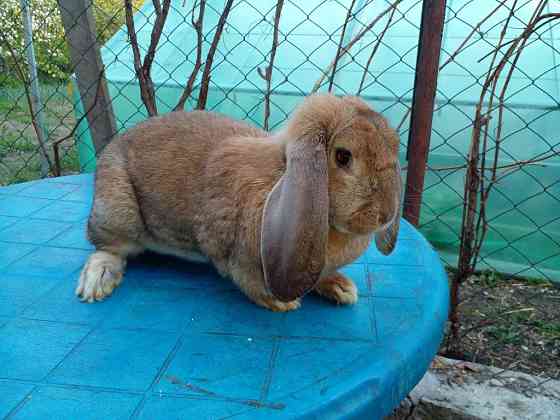 Продам кроликов породы французкий баран Талдыкорган